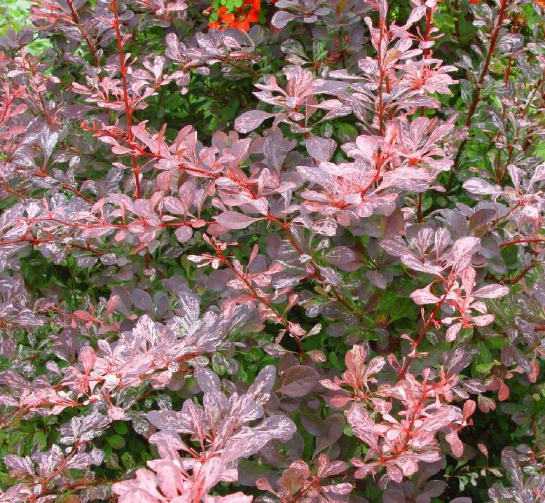 Berberis Thunbergii 'rose Glow' - Farmyard Nurseries