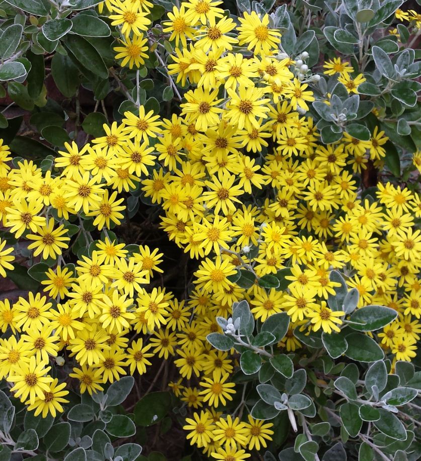 Brachyglottis 'Sunshine' - Farmyard Nurseries