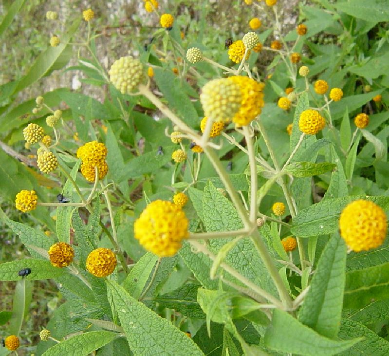 Buddleia globosa - Farmyard Nurseries