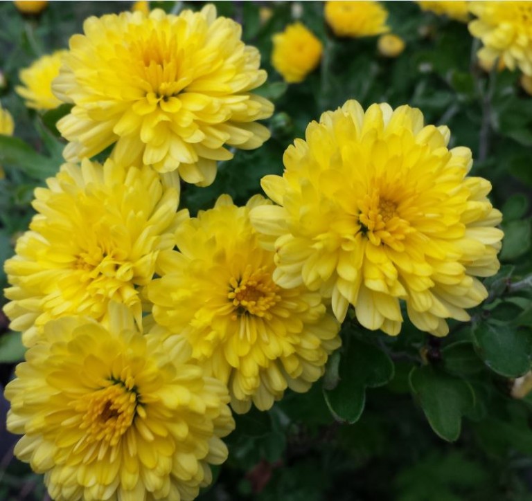 Hardy Chrysanthemums for autumn colour Farmyard Nurseries