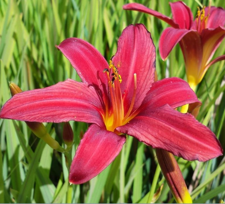 Hemerocallis 'Crimson Pirate' - Farmyard Nurseries