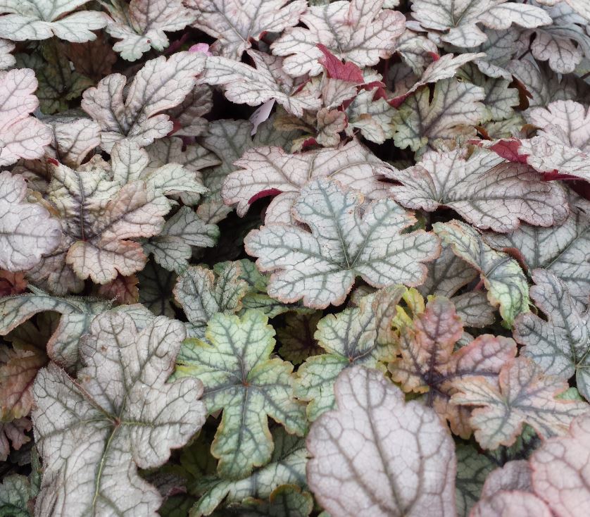 Heucherella 'Gunsmoke' - Farmyard Nurseries