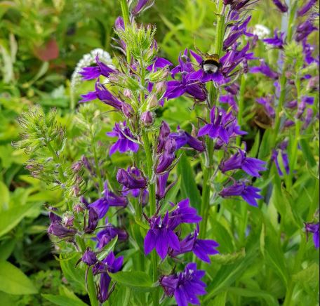 deep blue lobelia fan nurseries farmyard