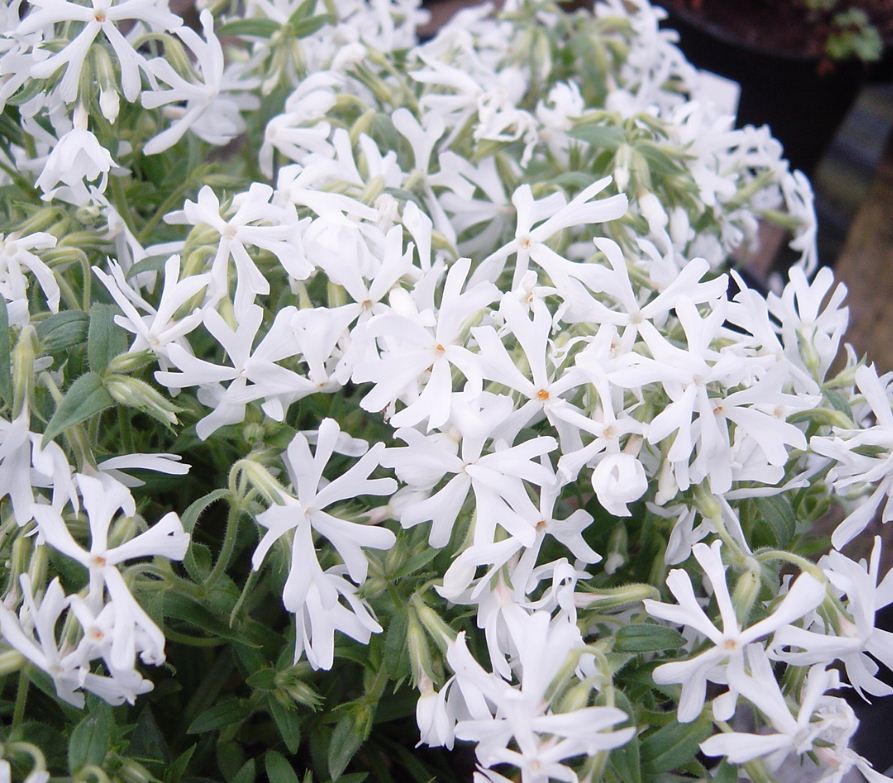 Phlox Douglasii 'ice Mountain' - Farmyard Nurseries