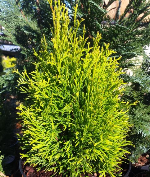 Thuja occidentalis 'Golden Smaragd' - Farmyard Nurseries