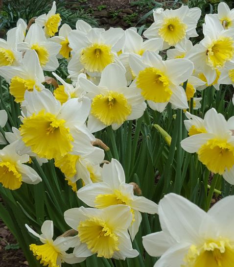 Narcissus 39;Ice Follies39;  Farmyard Nurseries