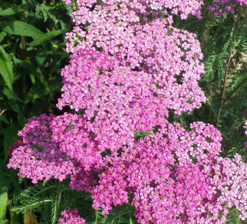 Achillea millefolium Tutti Frutti' dark pink - Farmyard Nurseries