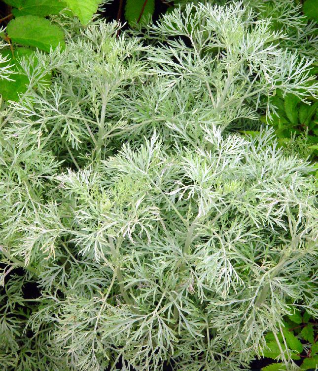 Artemisia 'Powis Castle' - Farmyard Nurseries