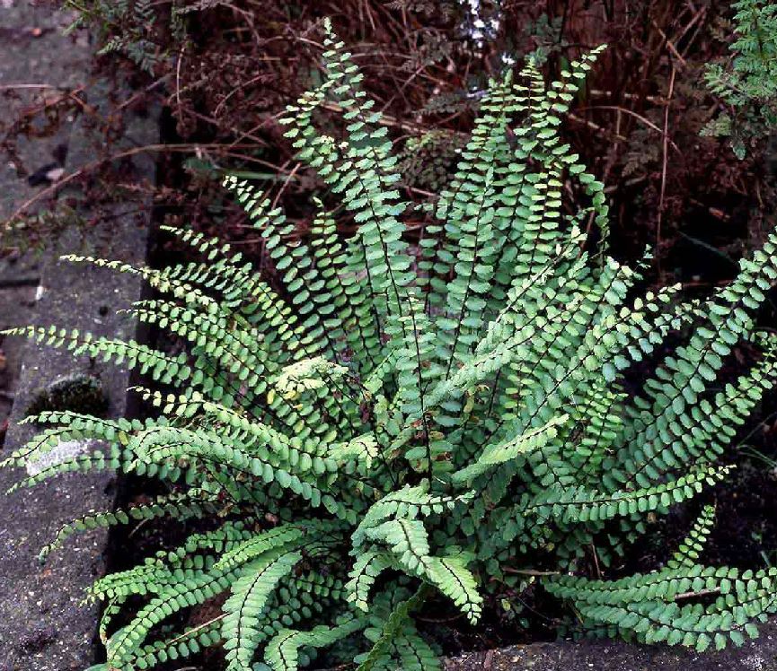 Asplenium Trichomanes Farmyard Nurseries   Asplenium Trichomanes 