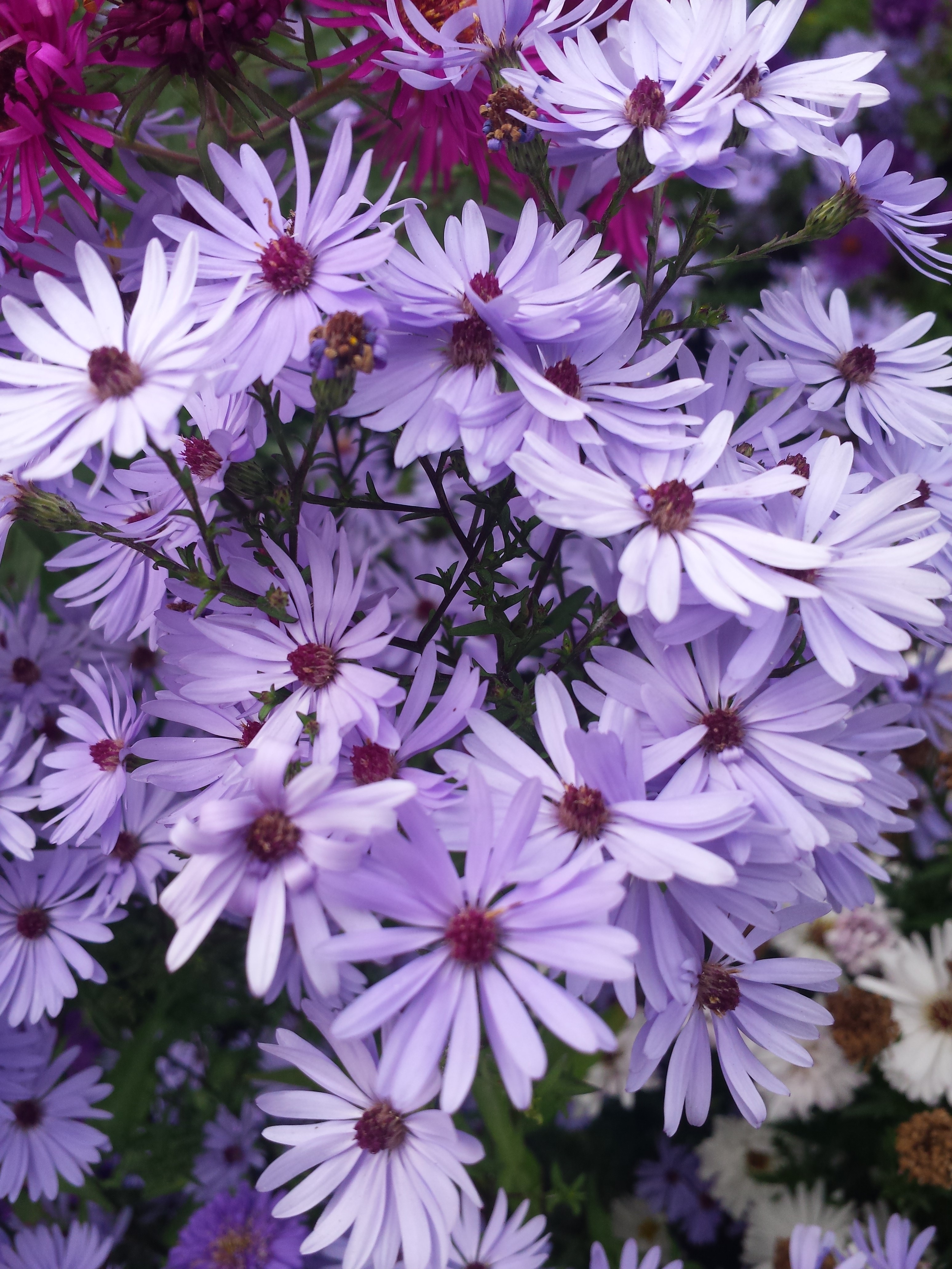 aster cordifolius little carlow 2