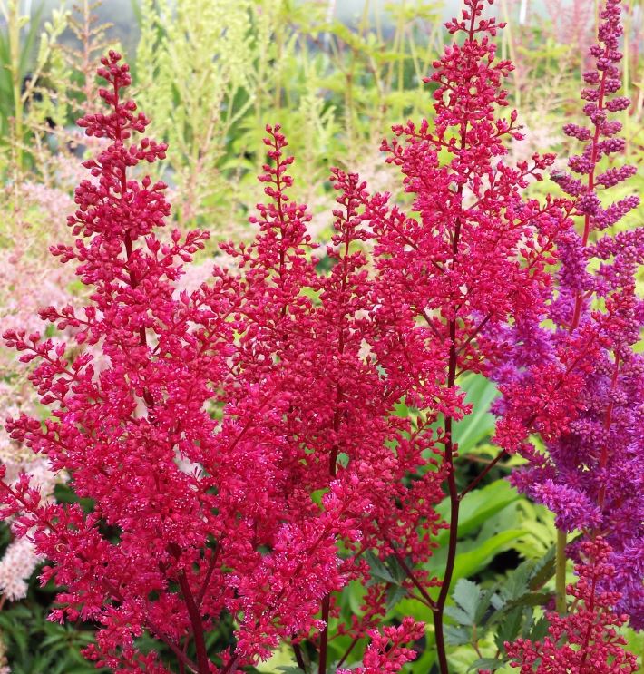 astilbe chinensis visions in red