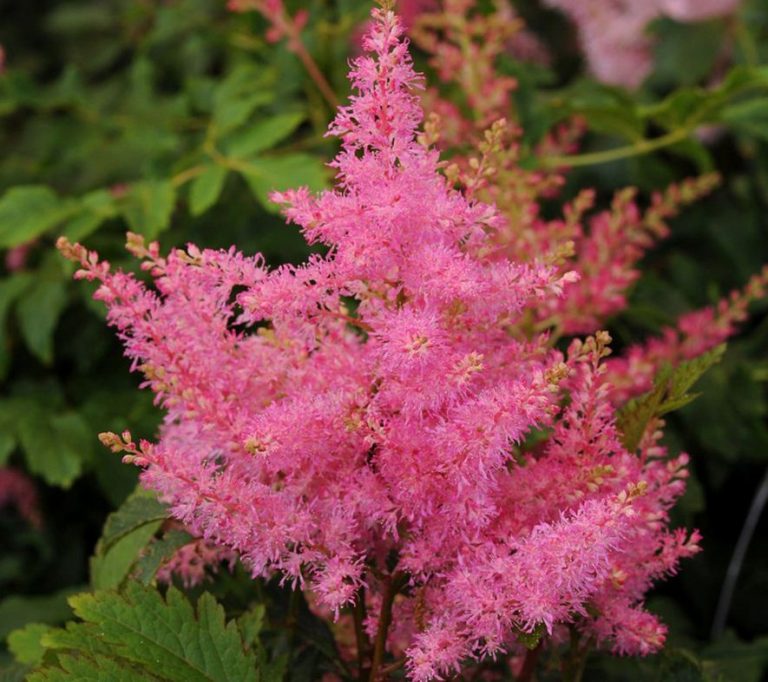 Astilbe 'chocolate Shogun' - Farmyard Nurseries