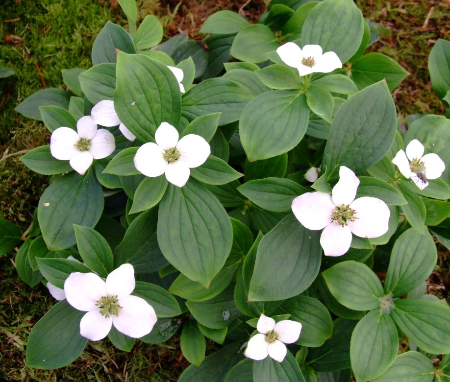 cornus canadensis 3