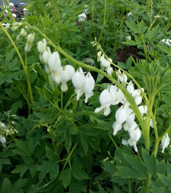 Dicentra spectabilis 'Alba' - Farmyard Nurseries