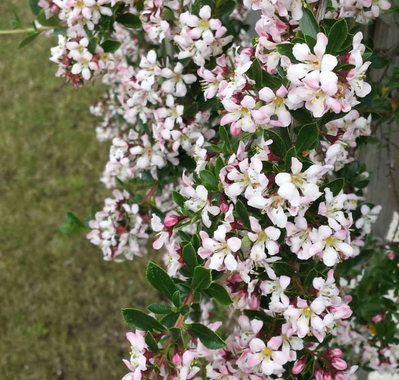 Ligustrum Delavayanum Op Stam Kopen Fleur Nl