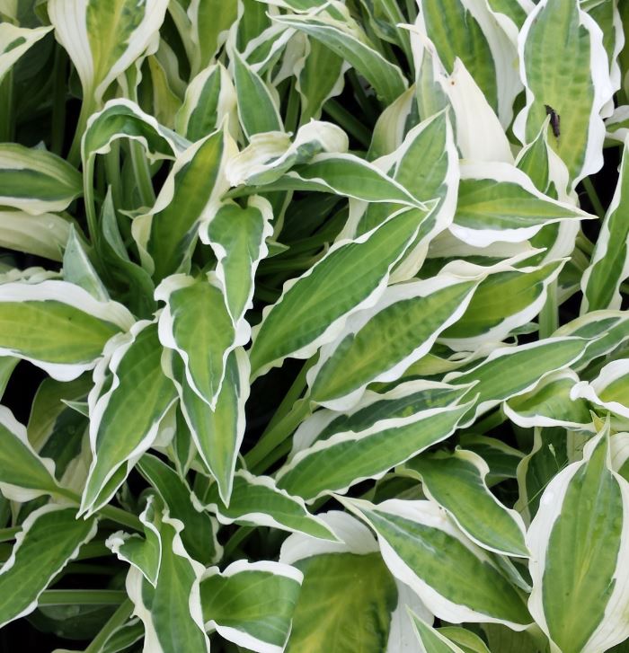 Hosta 'Hanky Panky' - Farmyard Nurseries