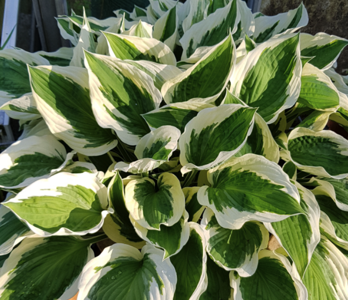 Hosta 'Patriot' - Farmyard Nurseries