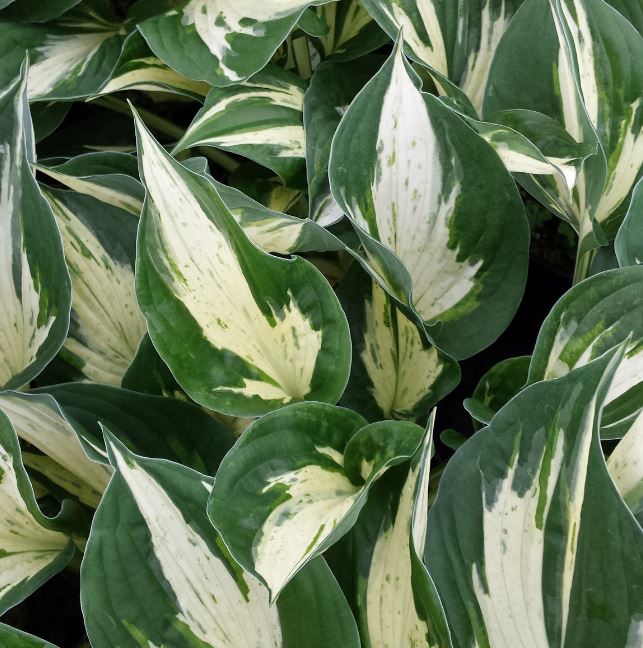 Hosta 'Reversed' - Farmyard Nurseries