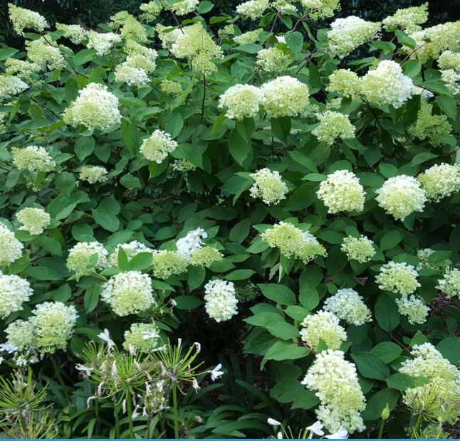 Hydrangea paniculata 'Grandiflora' - Farmyard Nurseries