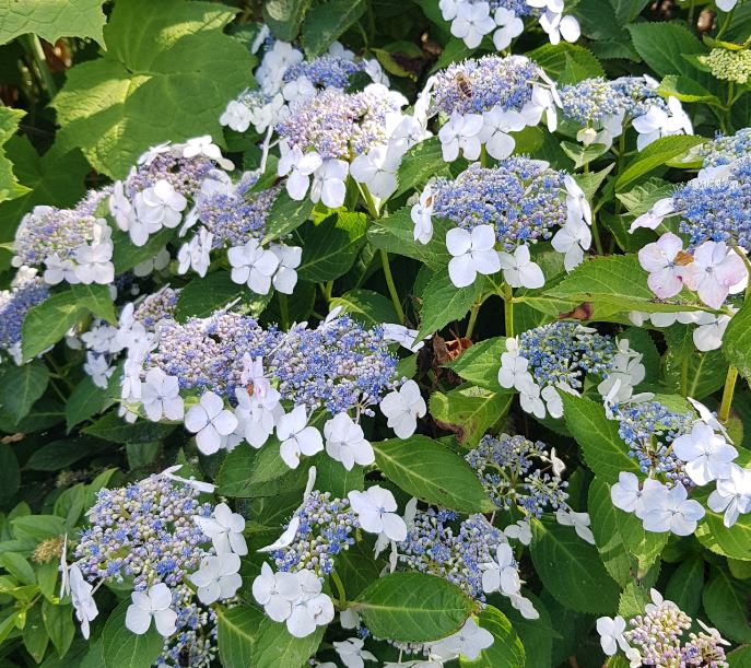 Hydrangea serrata 'Bluebird' - Farmyard Nurseries