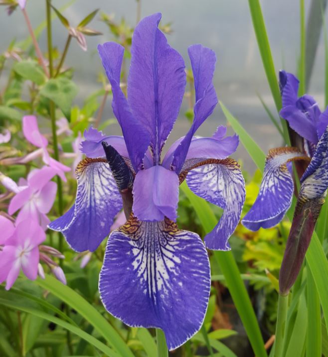 Iris sibirica 'Dark circles' - Farmyard Nurseries