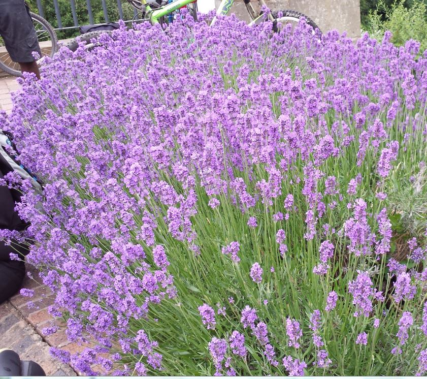 Lavandula Angustifolia 'munstead' - Farmyard Nurseries