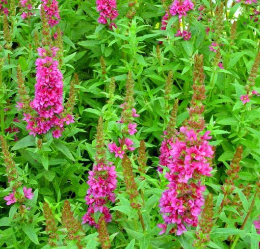 Lythrum salicaria 'Robert' - Farmyard Nurseries