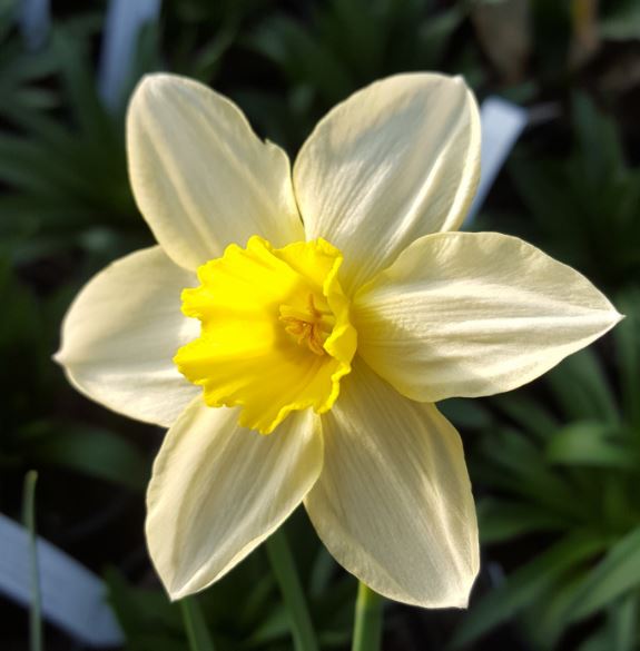 Narcissus 39;Spring Dawn39;  Farmyard Nurseries