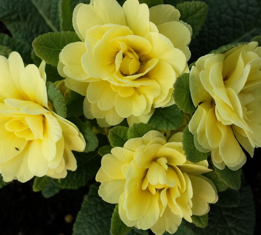 Primula 'Belarina yellow' - Farmyard Nurseries