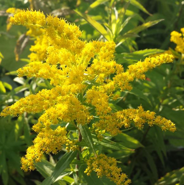 Solidago 'Golden Baby' - Farmyard Nurseries