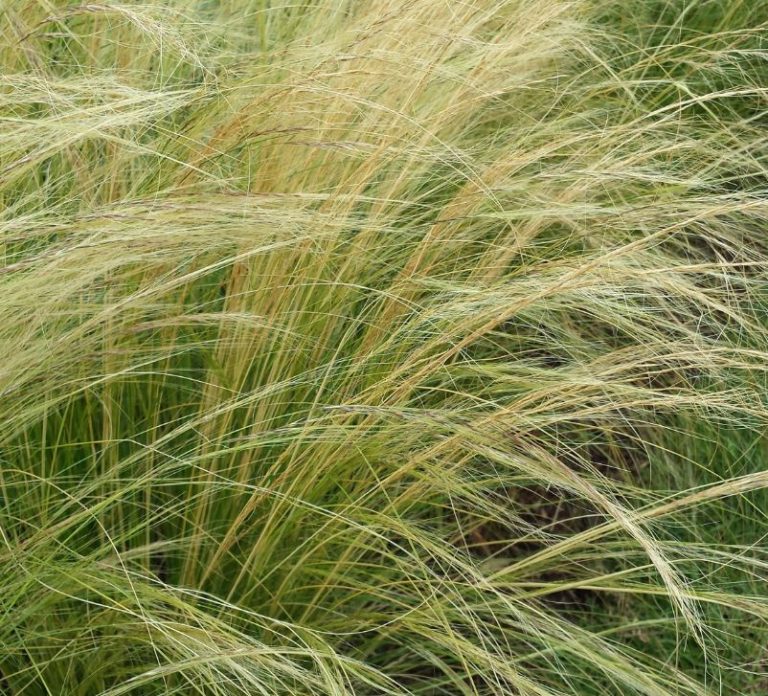 Stipa tenuissima - Farmyard Nurseries