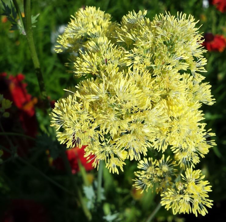 Thalictrum flavum 'Illiminator' - Farmyard Nurseries