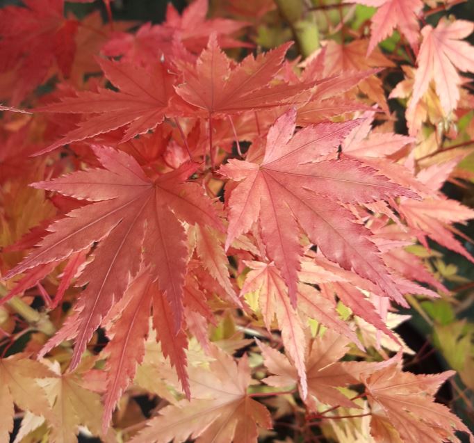 Acer palmatum - Farmyard Nurseries