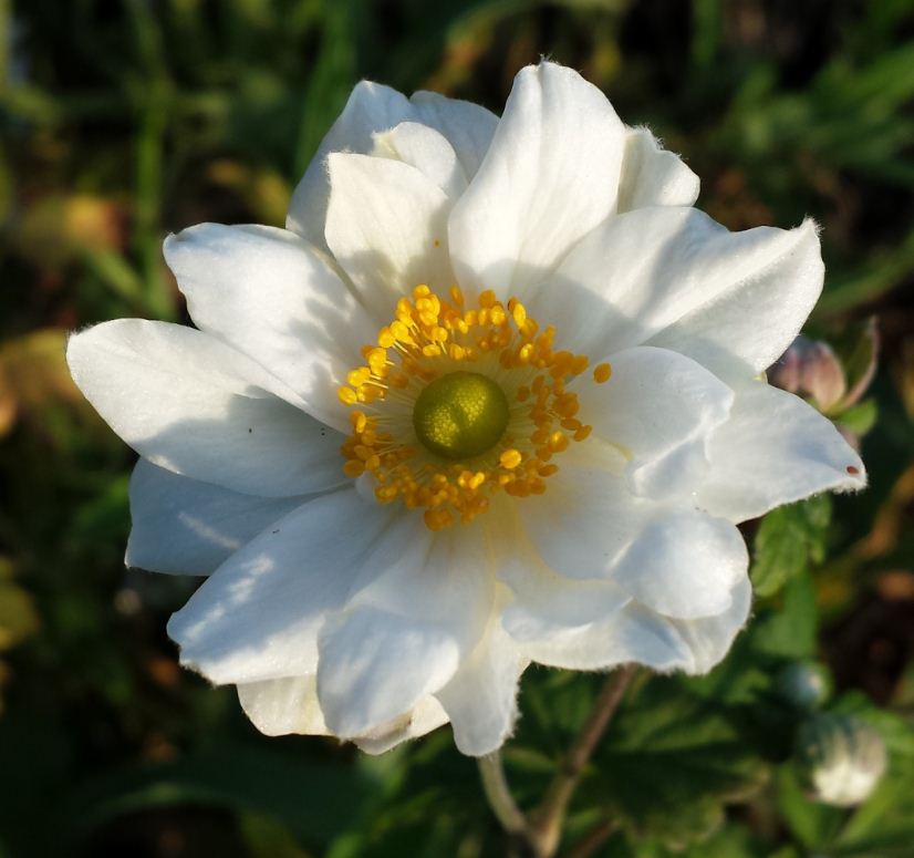 Anemone hybrida 'Whirlwind' - Farmyard Nurseries