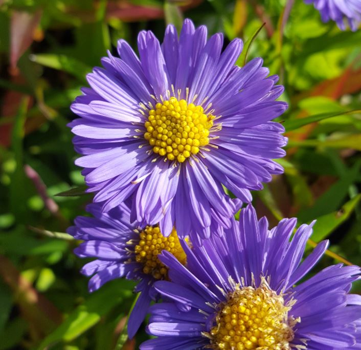 Aster dumosus 'Sapphire' - Farmyard Nurseries