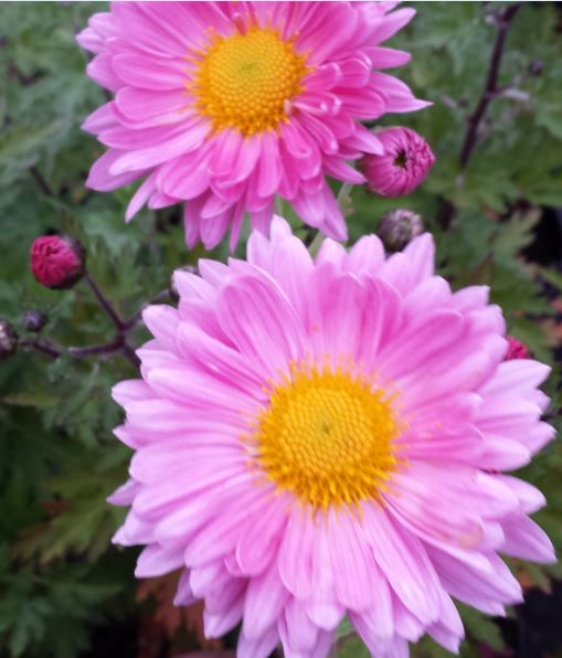  chrysanthemum with a height of 90cm that becomes adorned with stunning