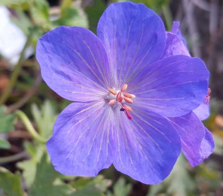 Geranium Himalayense Johnsons Blue Johnsons Garten