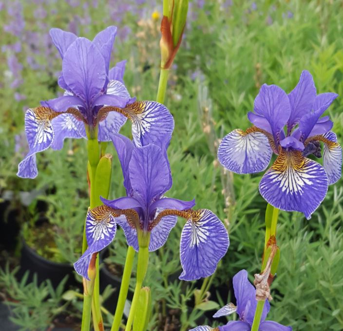 Iris sibirica 'Persimmon' - Farmyard Nurseries