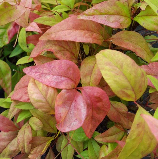 Nandina domestica 'Woods Dwarf' - Farmyard Nurseries