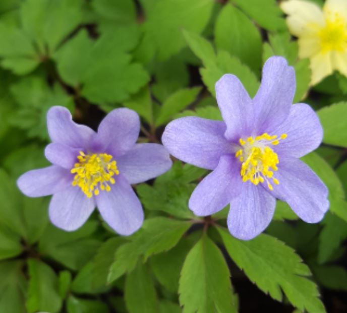 Anemone nemorosa 'Royal Blue' - Farmyard Nurseries