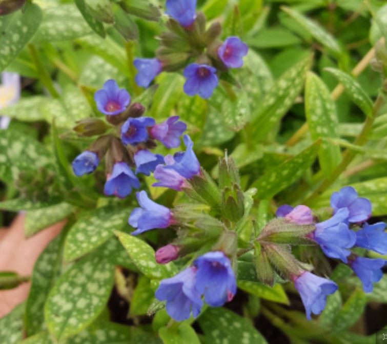 Pulmonaria 'Little Star' - Farmyard Nurseries