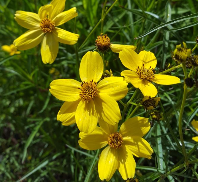 Bidens heterophylla Bright Yellow Form - Farmyard Nurseries