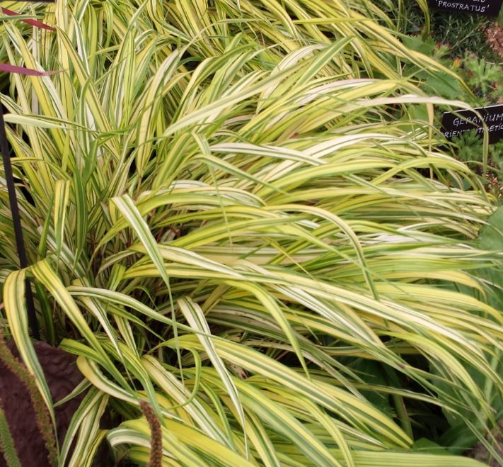 Hakonechloa Macra 'aureola' - Farmyard Nurseries