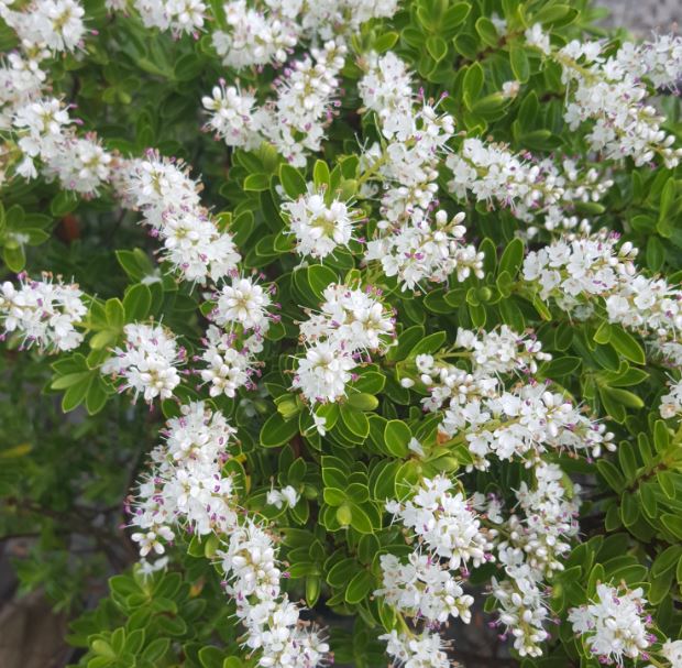 Hebe Rakiensis - Farmyard Nurseries