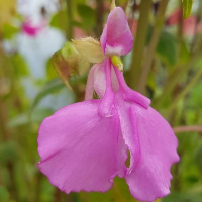 Begonia palmata 'Tie Dye' - Farmyard Nurseries