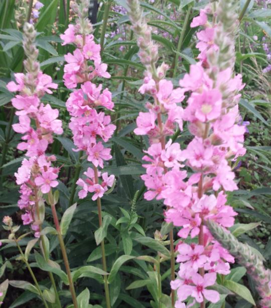 Lythrum salicaria 'Blush' - Farmyard Nurseries