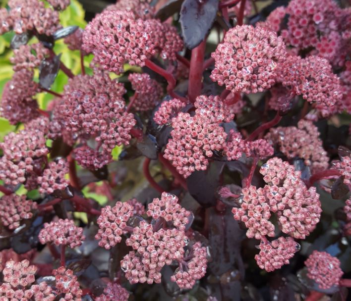 Sedum Xenox