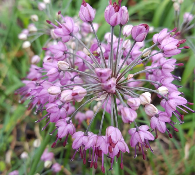 Herb Allium Chinense Farmyard Nurseries