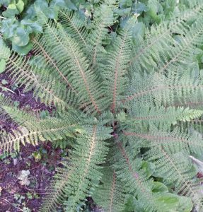 setiferum herrenhausen polystichum