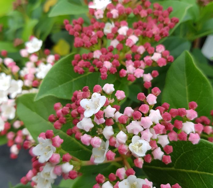 Viburnum tinus 'Gwenllian' - Farmyard Nurseries